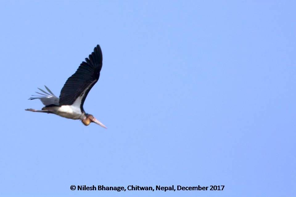 Lesser Adjutant - ML79525691