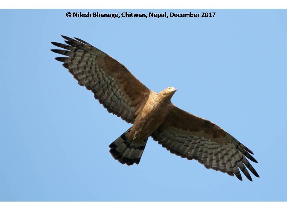 Oriental Honey-buzzard - Nilesh Bhanage