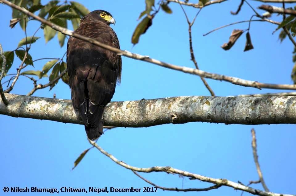 Haubenschlangenadler - ML79525891