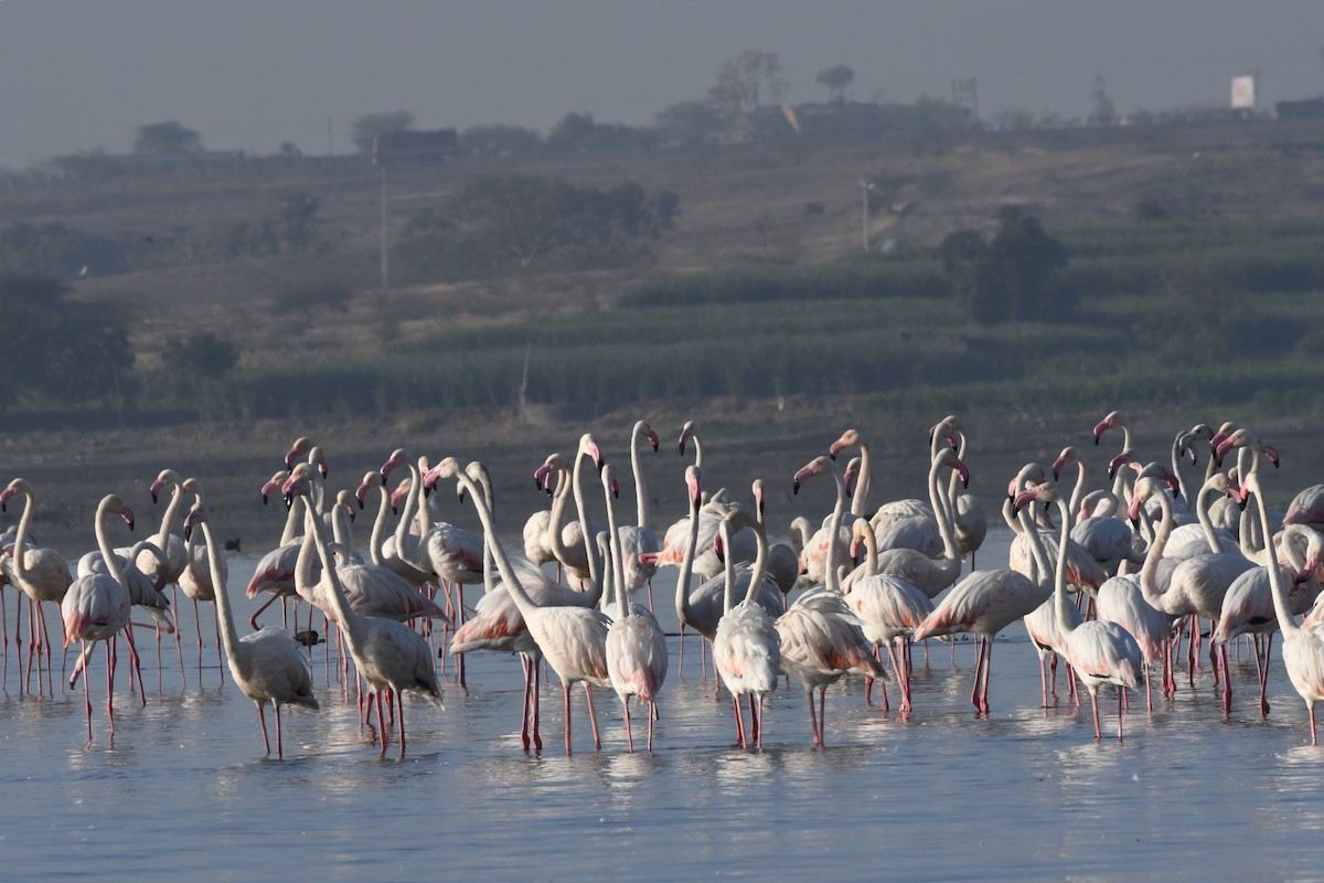 Greater Flamingo - Robert Scrimger