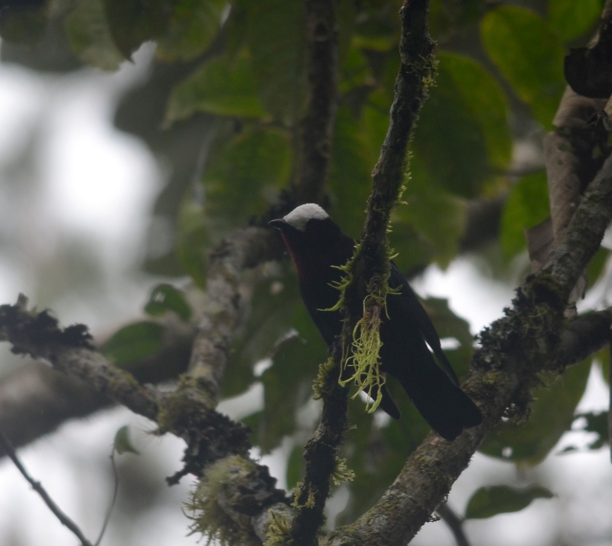 White-capped Tanager - ML79528381