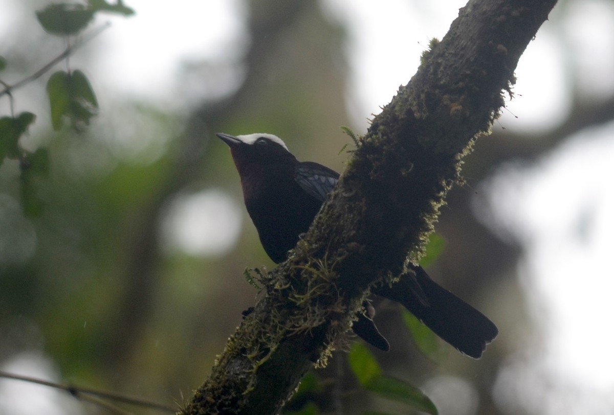 White-capped Tanager - ML79528391