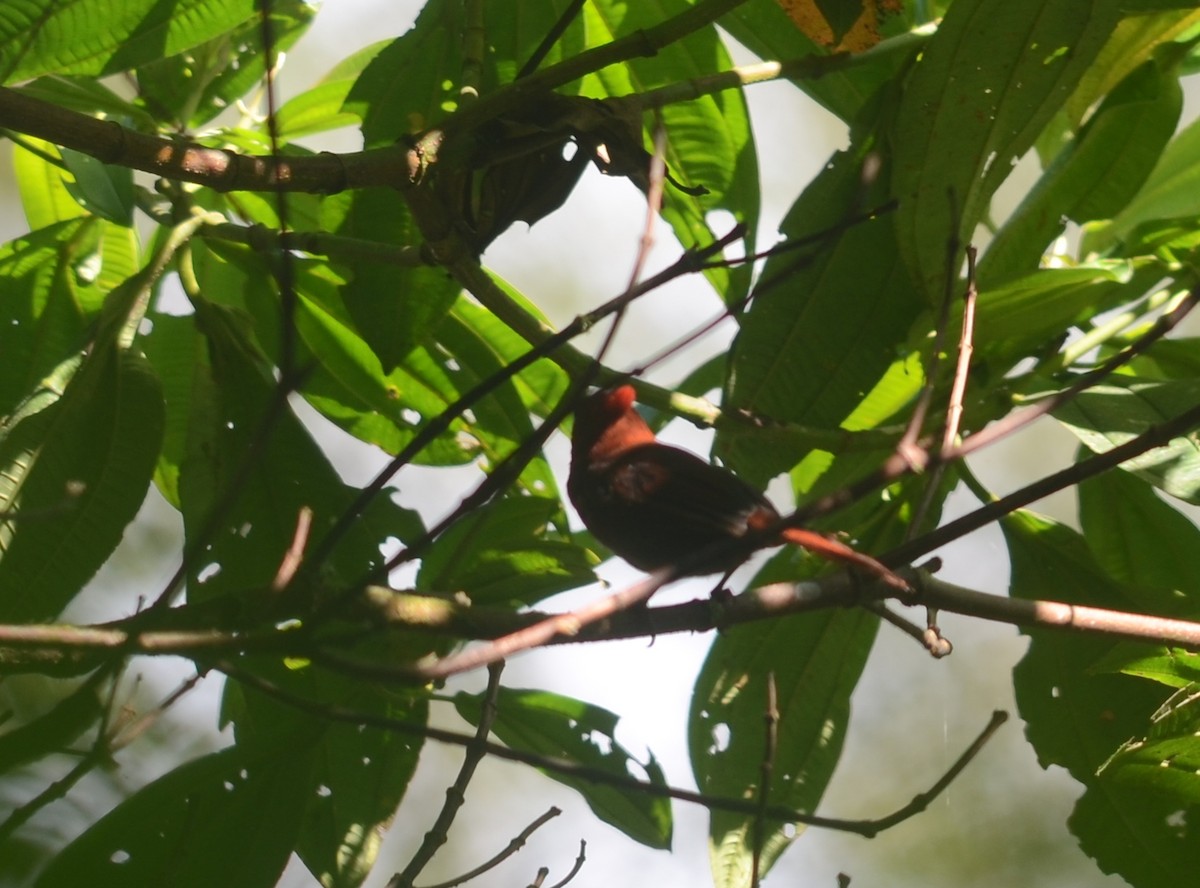 Crested Ant-Tanager - ML79528411