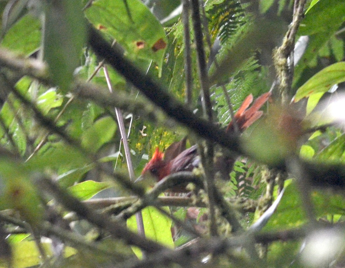 Crested Ant-Tanager - ML79528421