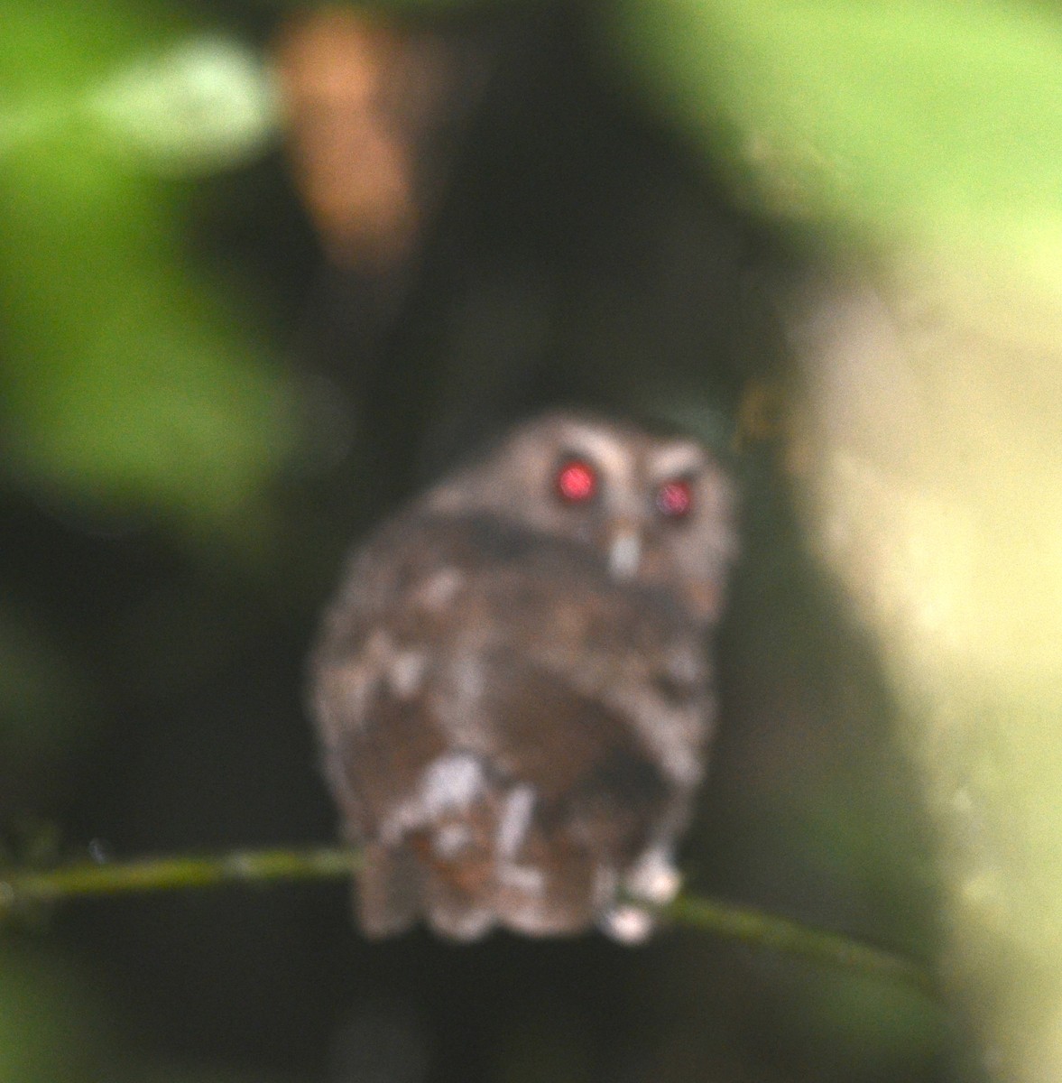 Rufescent Screech-Owl (Colombian) - ML79528441