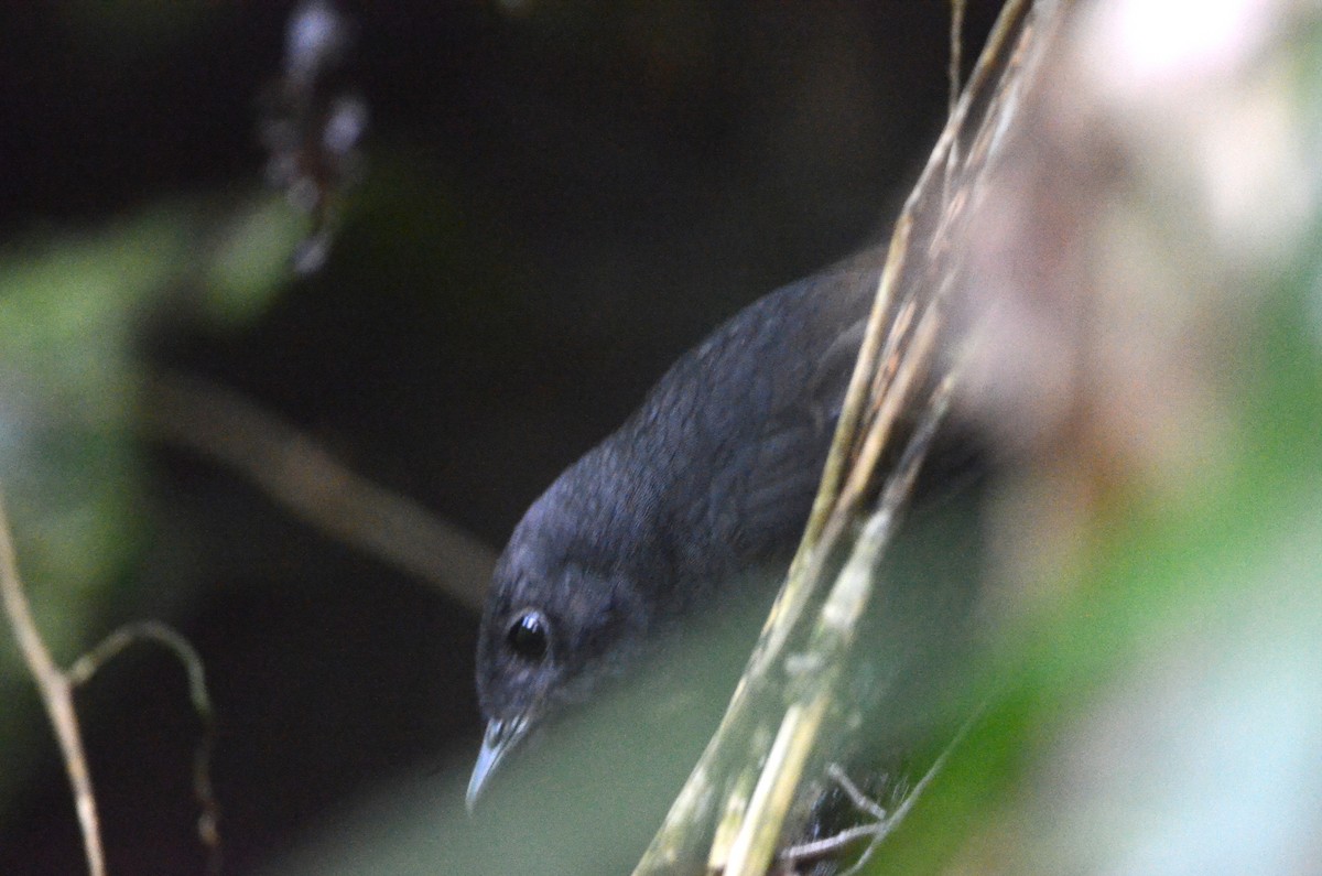 Stiles's Tapaculo - ML79529211