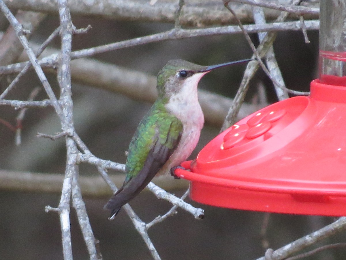 Anna's Hummingbird - ML79529411