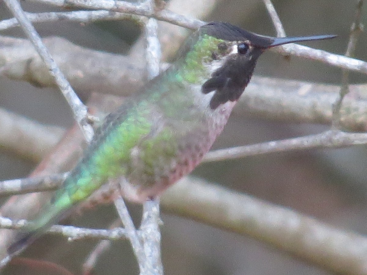 Anna's Hummingbird - ML79529421