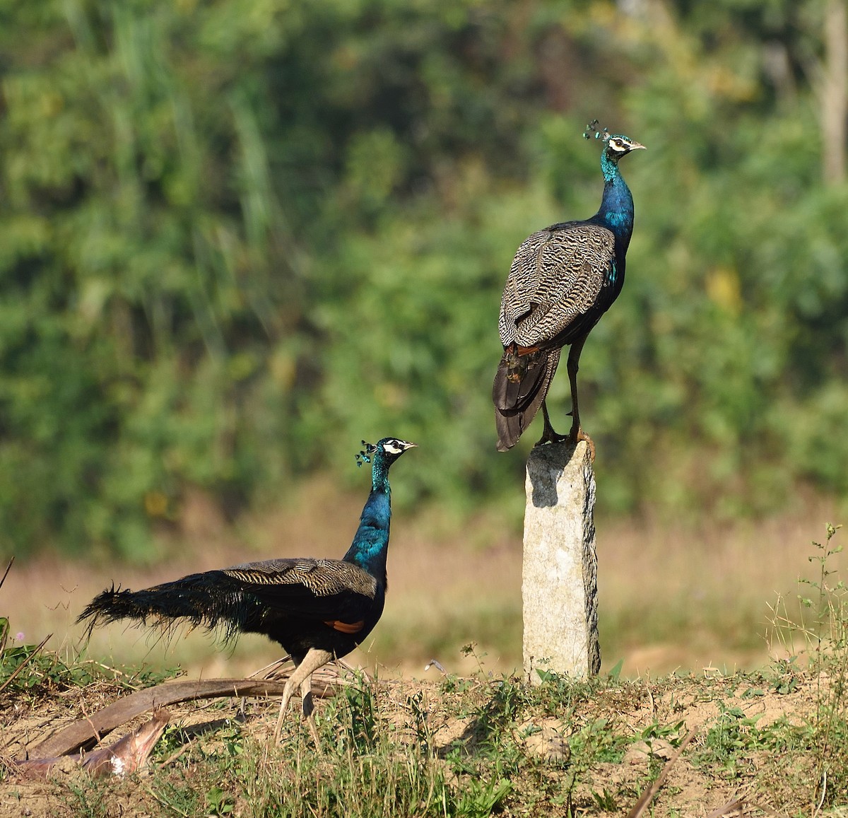 Indian Peafowl - ML79530161