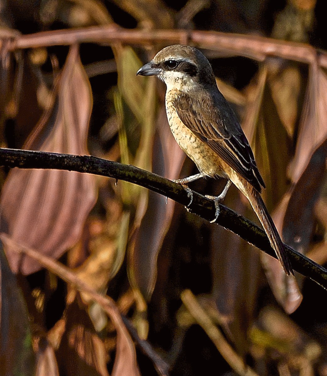 Brown Shrike - ML79530241