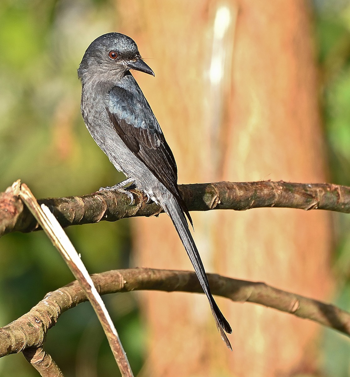 drongo kouřový - ML79530251