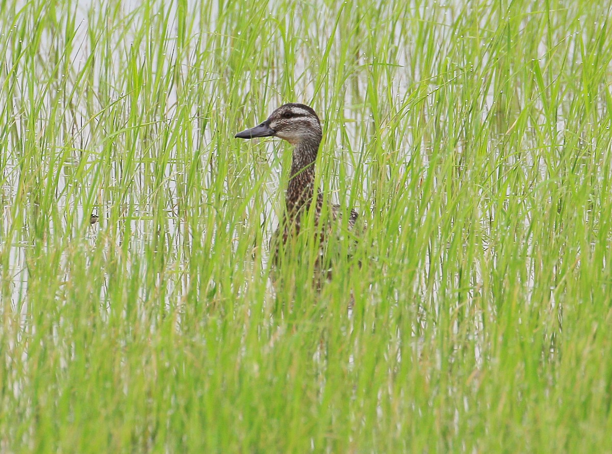 Garganey - ML79530521