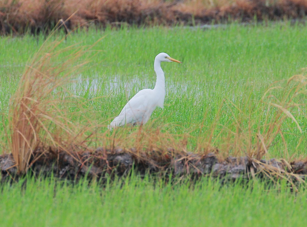 Medium Egret - ML79530571