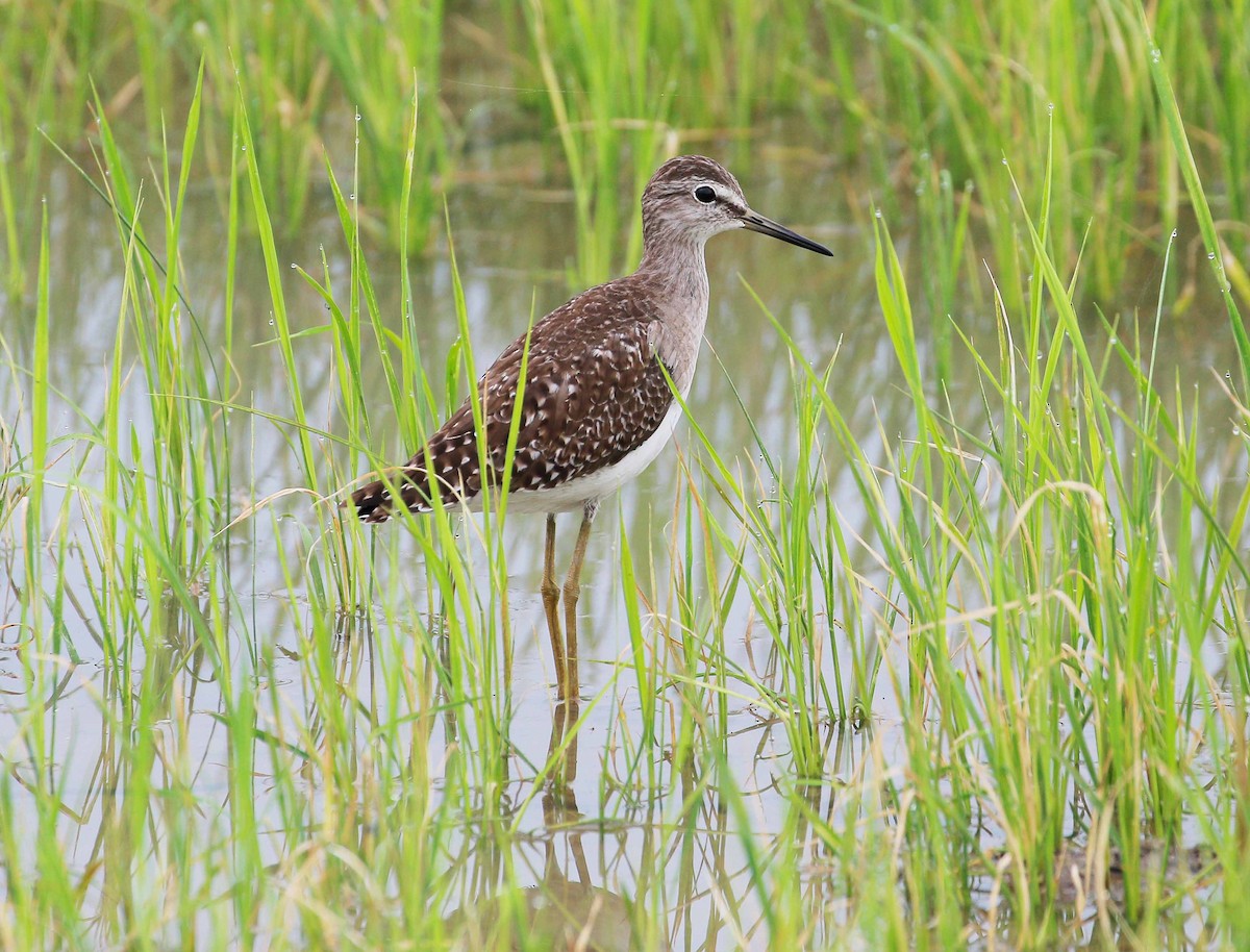 Wood Sandpiper - ML79530651