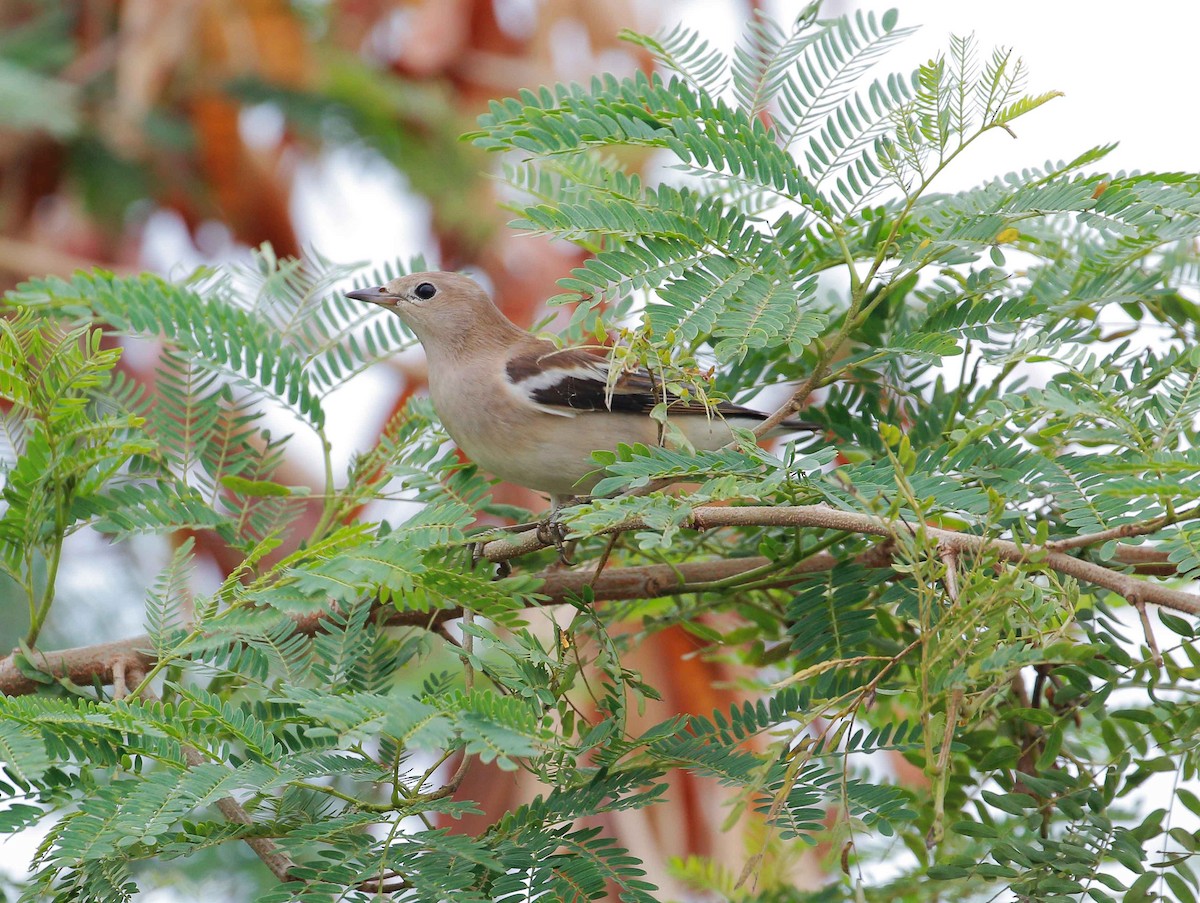 Daurian Starling - ML79530771