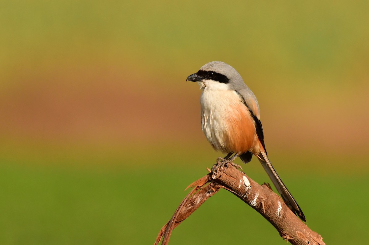 Long-tailed Shrike - Anirudh Kamakeri