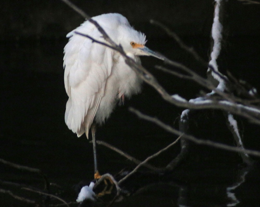 Snowy Egret - ML79534301