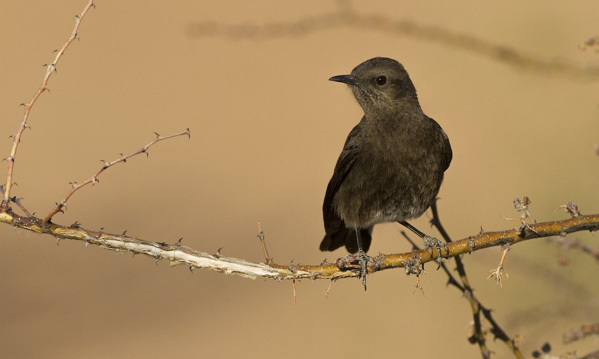 Mountain Chat - Cal Gesmundo