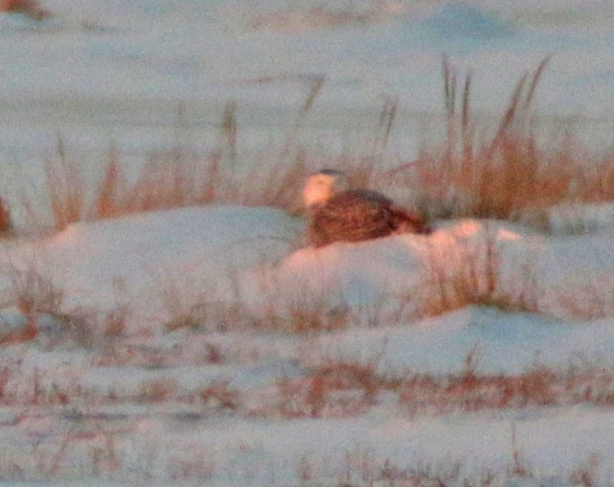 Snowy Owl - ML79534381