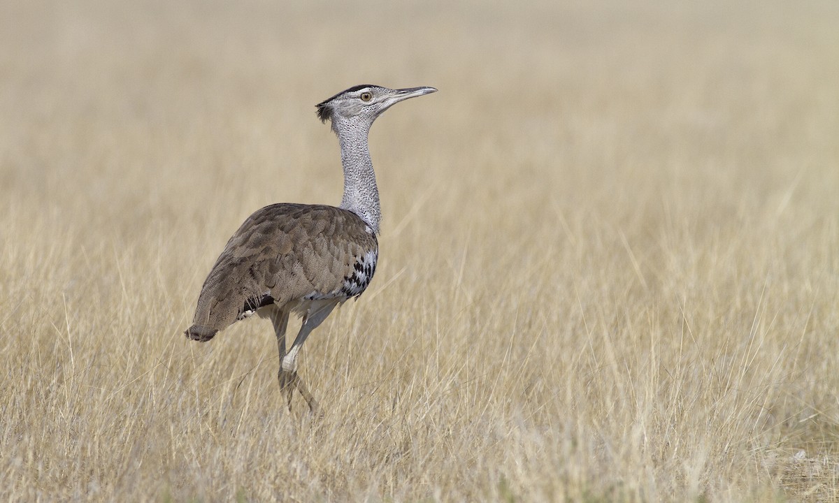 Kori Bustard - Cal Gesmundo