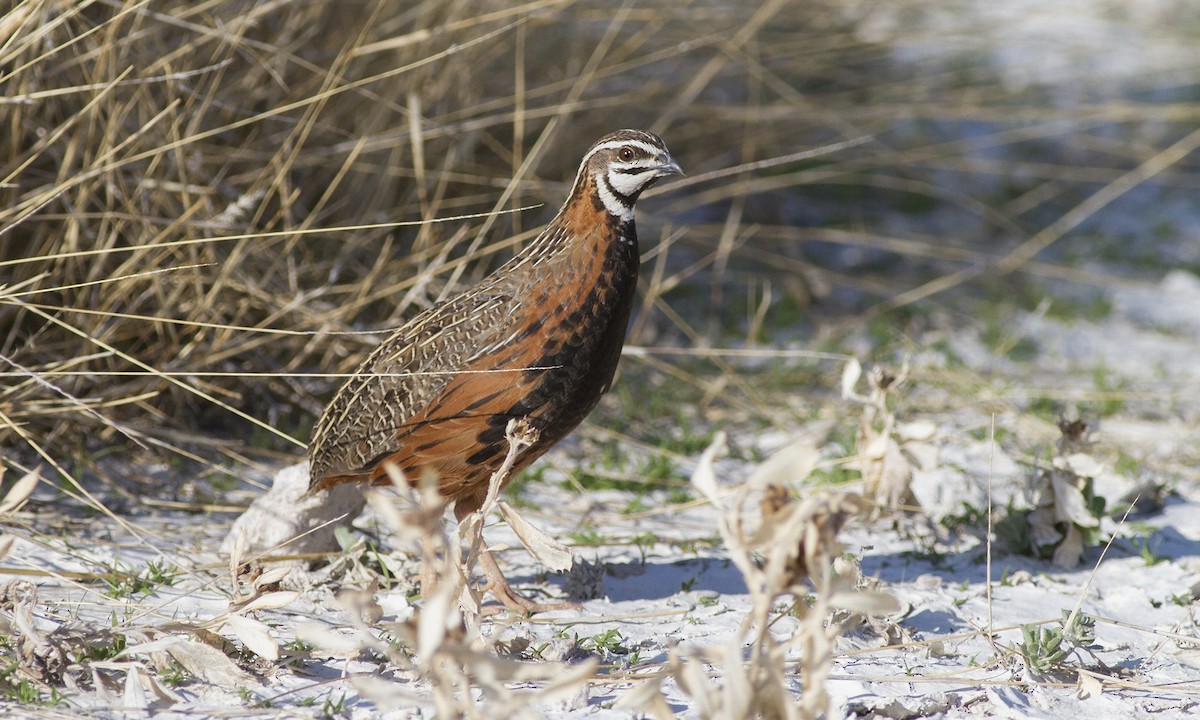 Harlequin Quail - Cal Gesmundo