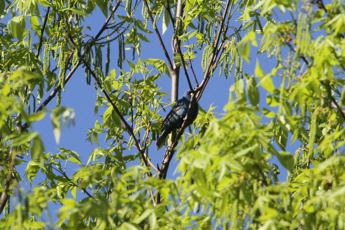 Indigo Bunting - ML79534851