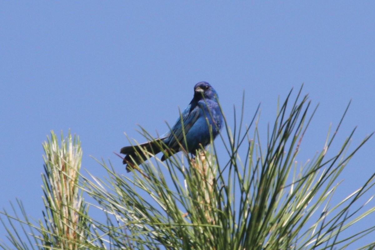 Indigo Bunting - ML79534861