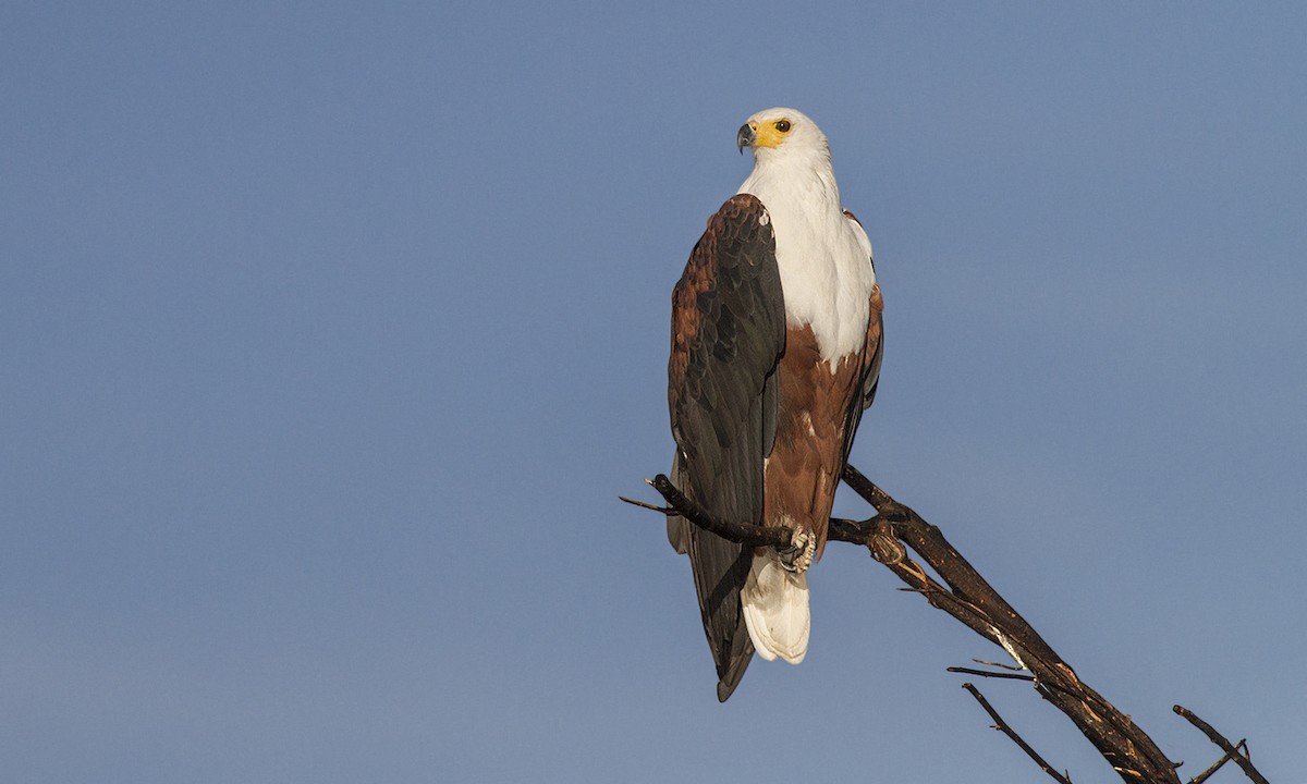 African Fish-Eagle - ML79534871