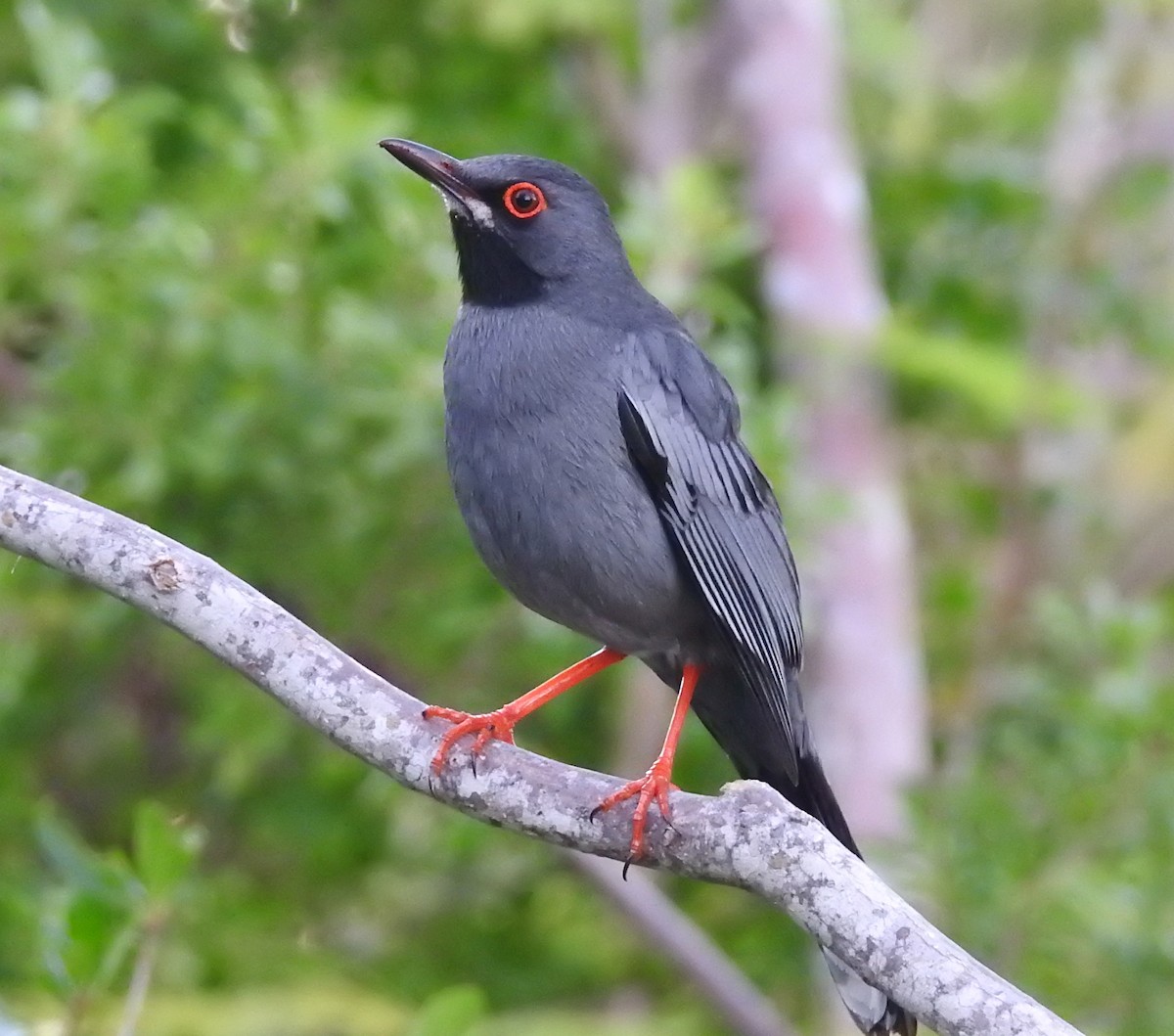 Red-legged Thrush - Erika Gates