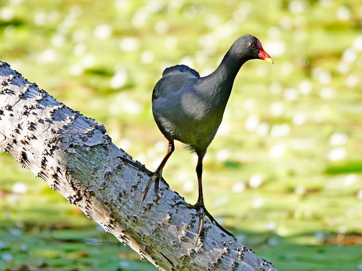 Dusky Moorhen - ML79535131