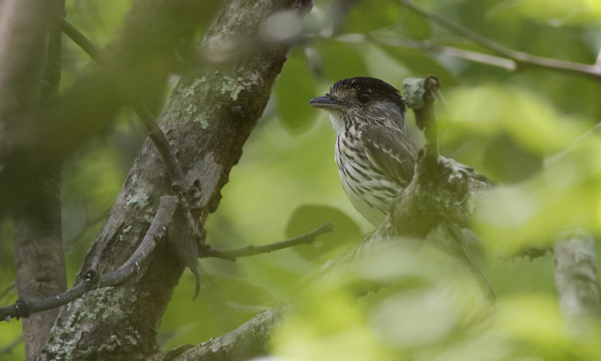 African Broadbill - ML79535681