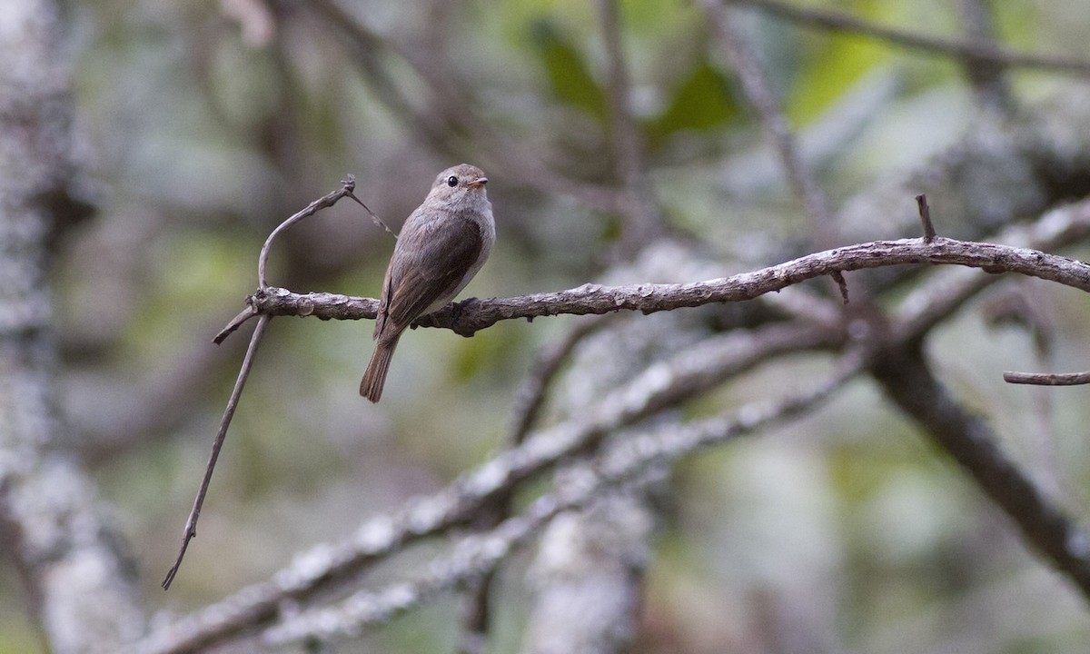 African Dusky Flycatcher - ML79535701