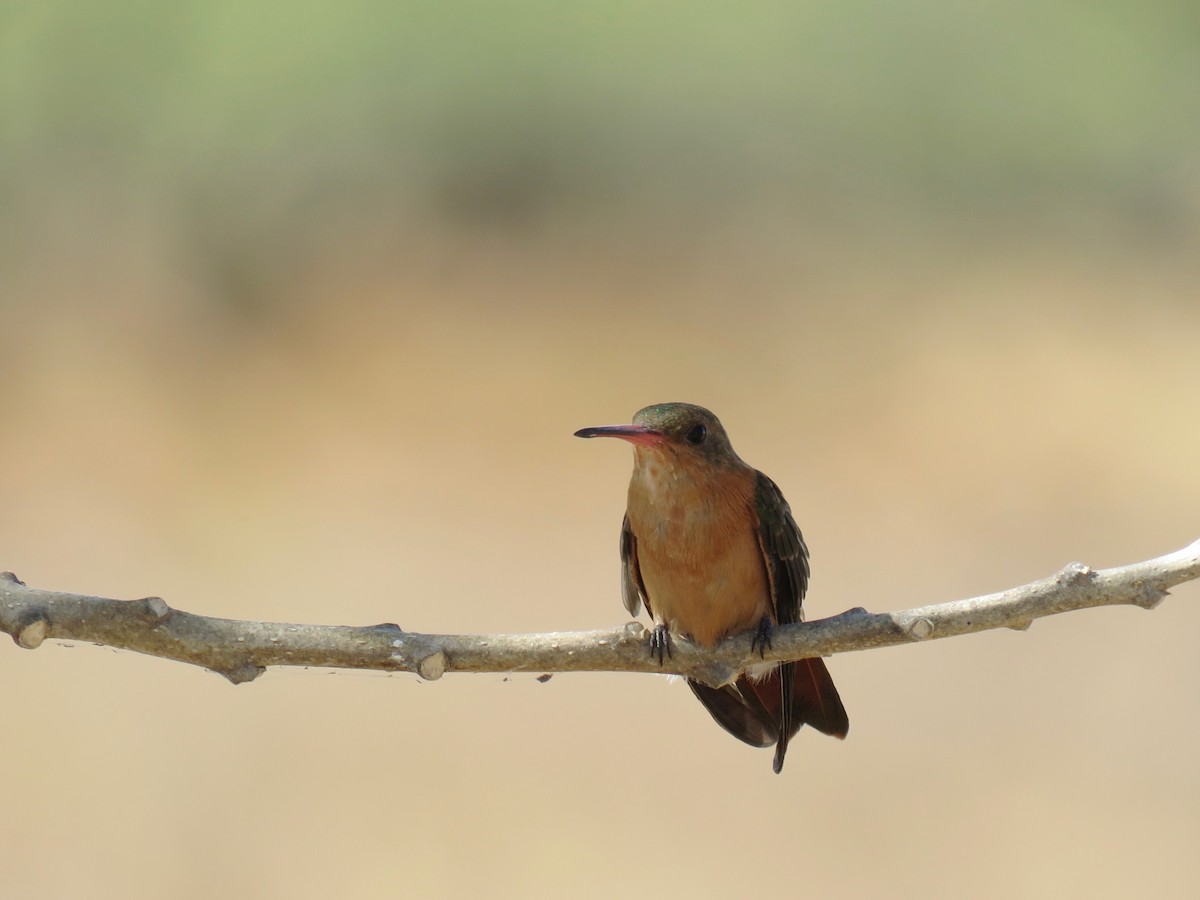 kolibřík ryšavý - ML79537911