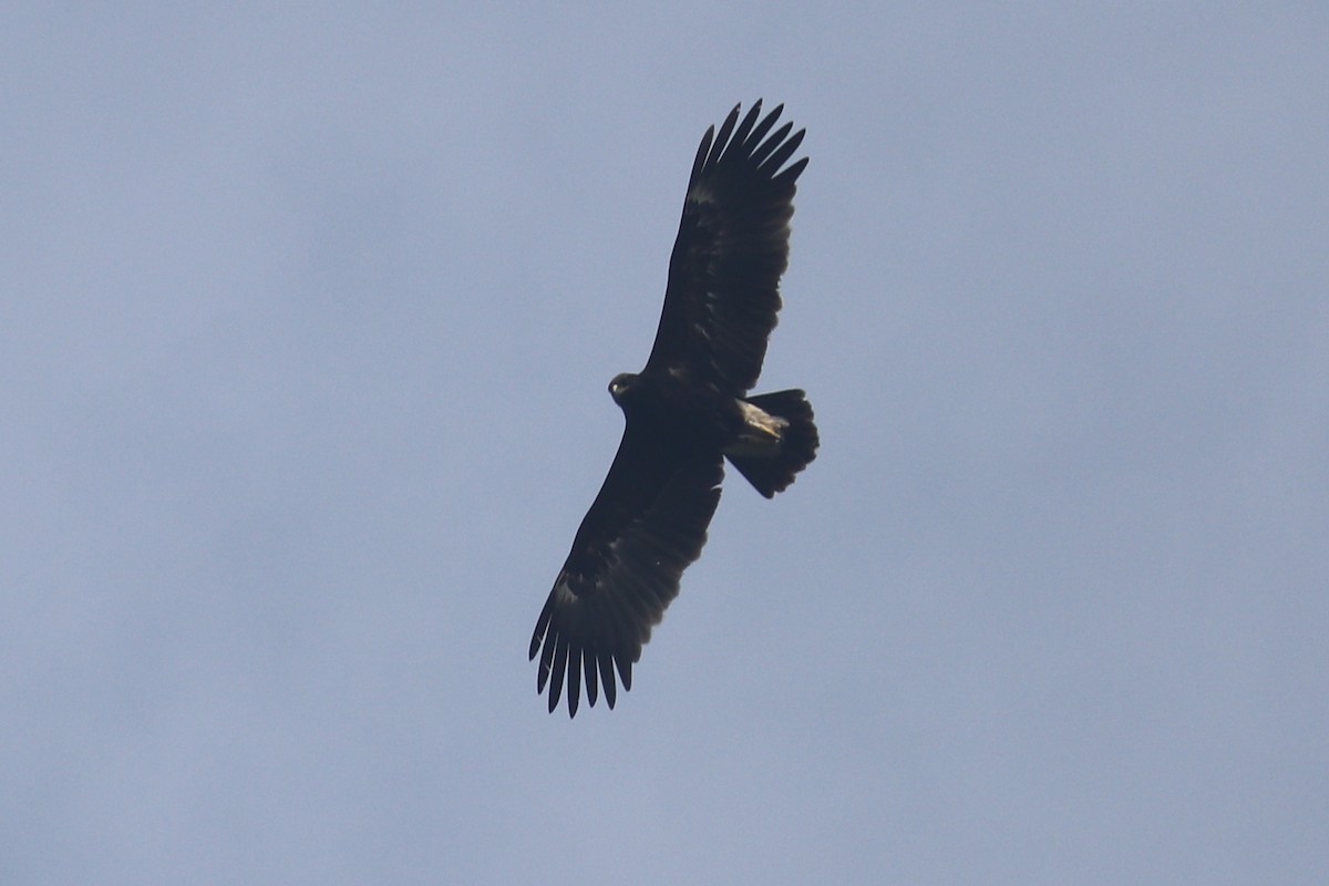 Greater Spotted Eagle - ML79538081