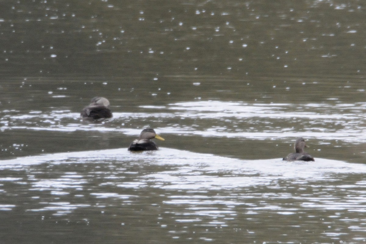 American Black Duck - ML79540631