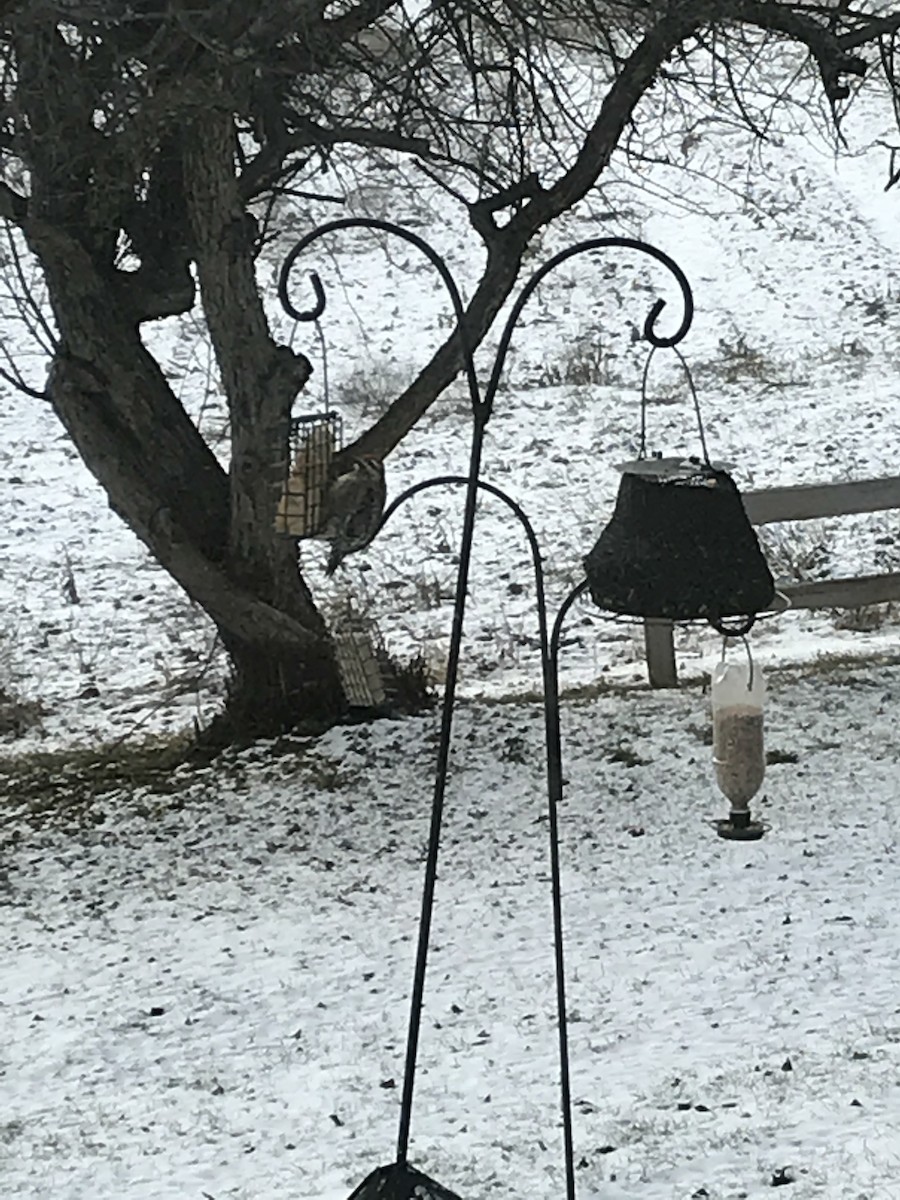 Yellow-bellied Sapsucker - ML79540661