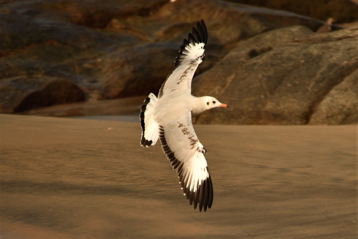 Brown-headed Gull - Sajeev Krishnan