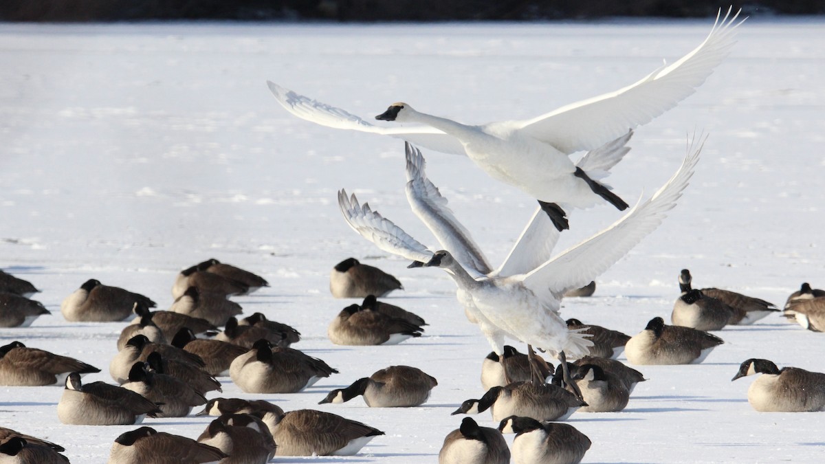 Trumpeter Swan - ML79540871