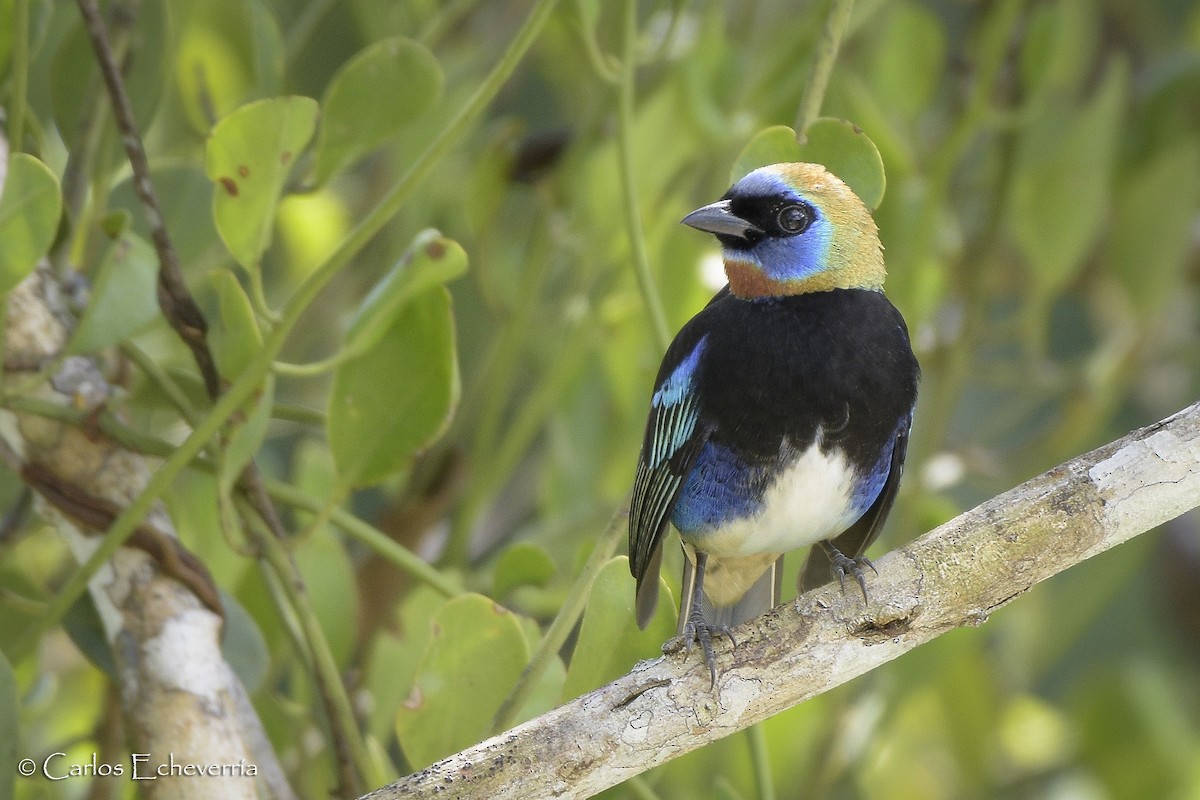 Golden-hooded Tanager - ML79541671