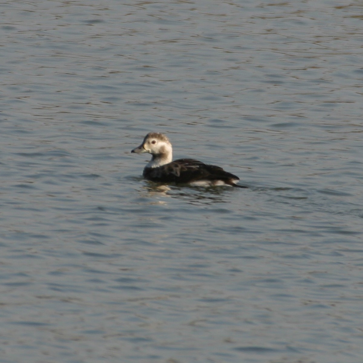 Long-tailed Duck - ML79541931