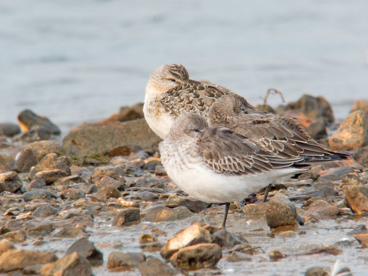 Curlew Sandpiper - ML79542221