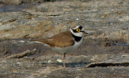 Little Ringed Plover - ML79543091