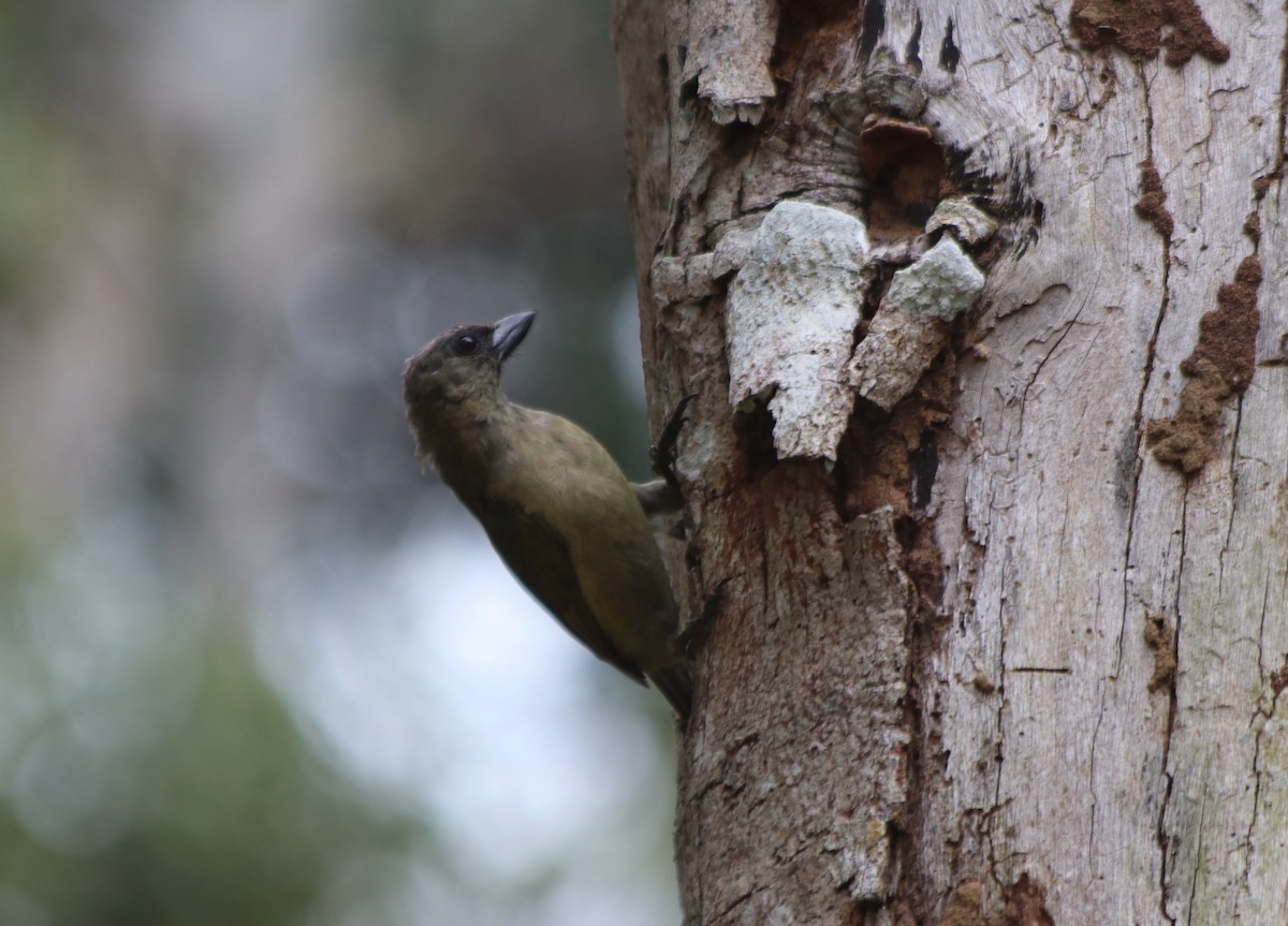 Green Barbet - David Guarnieri