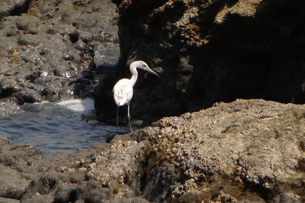 Little Blue Heron - ML79545251