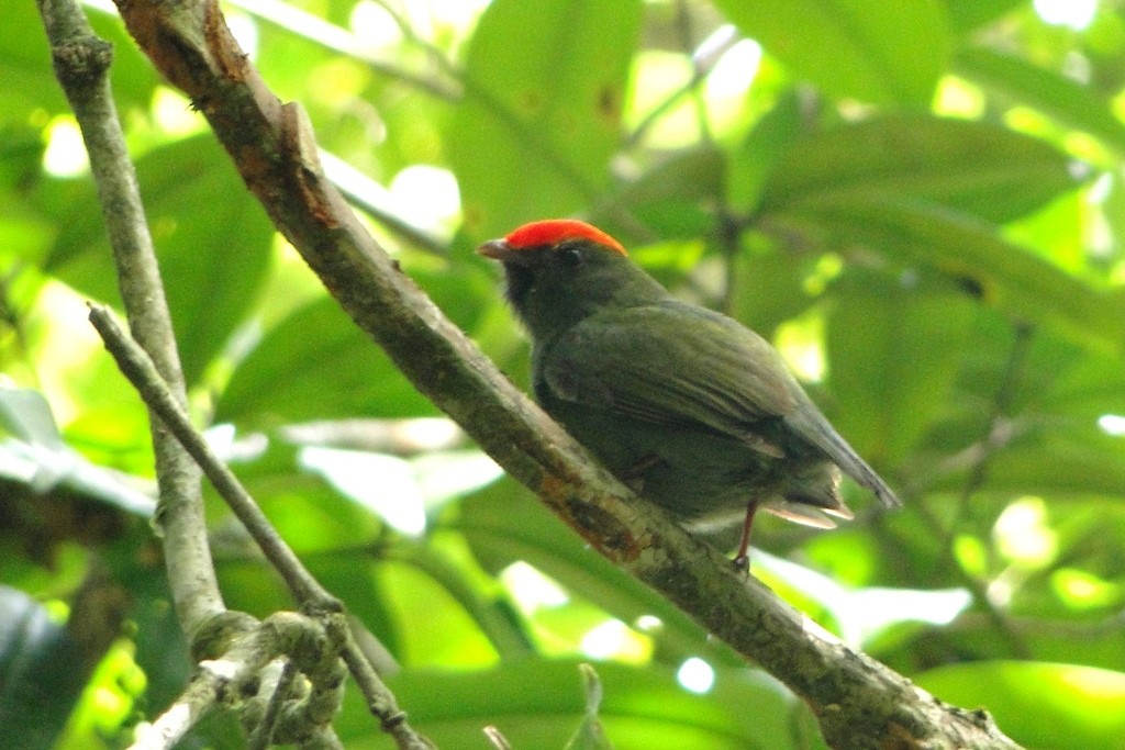 Swallow-tailed Manakin - ML79545281