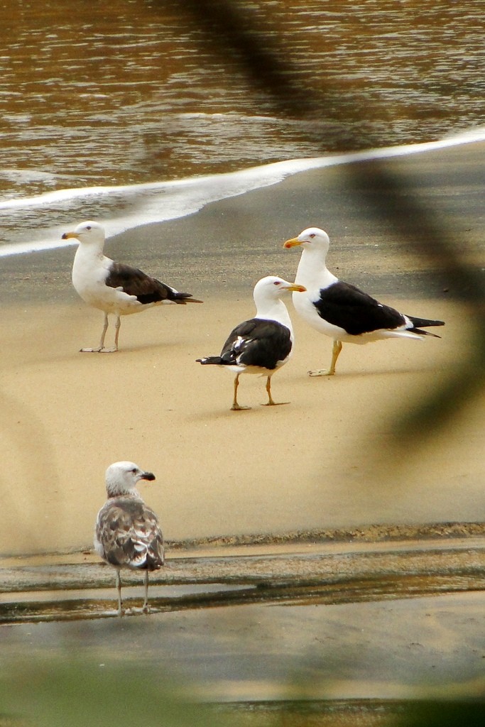 Kelp Gull - ML79545591