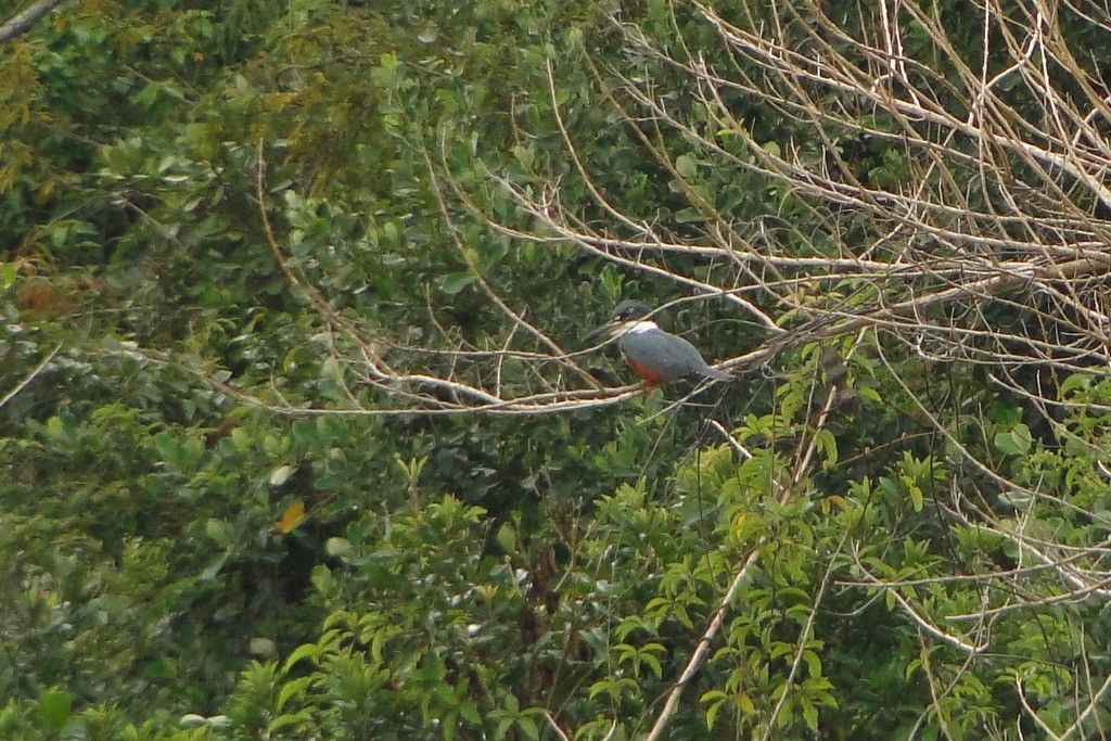 Ringed Kingfisher - ML79545651