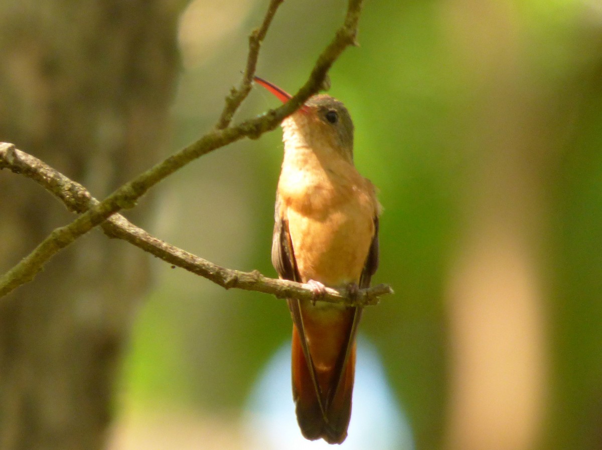 kolibřík ryšavý - ML79545661