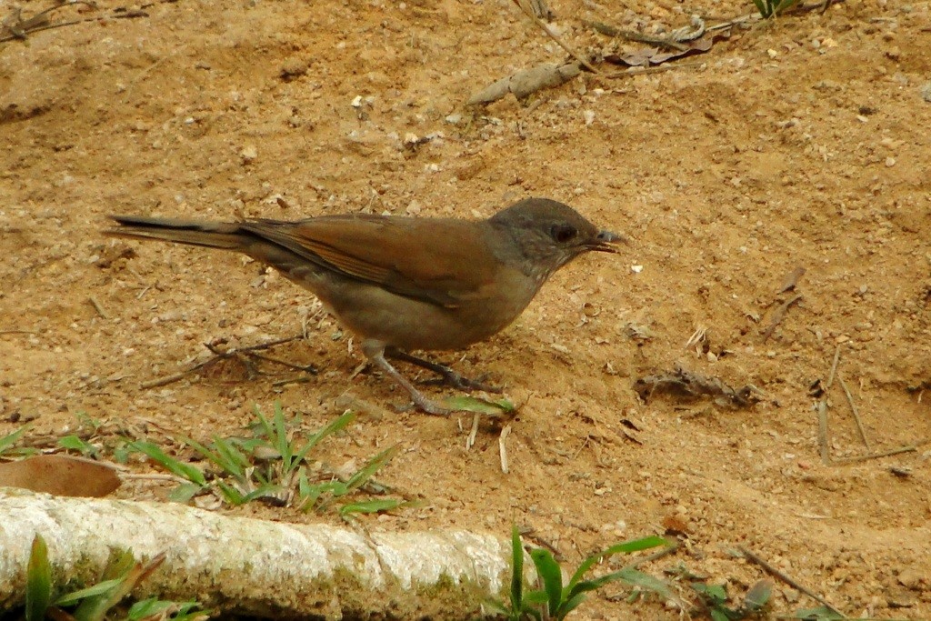 Pale-breasted Thrush - ML79545991