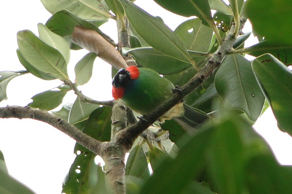 Red-necked Tanager - ML79546001